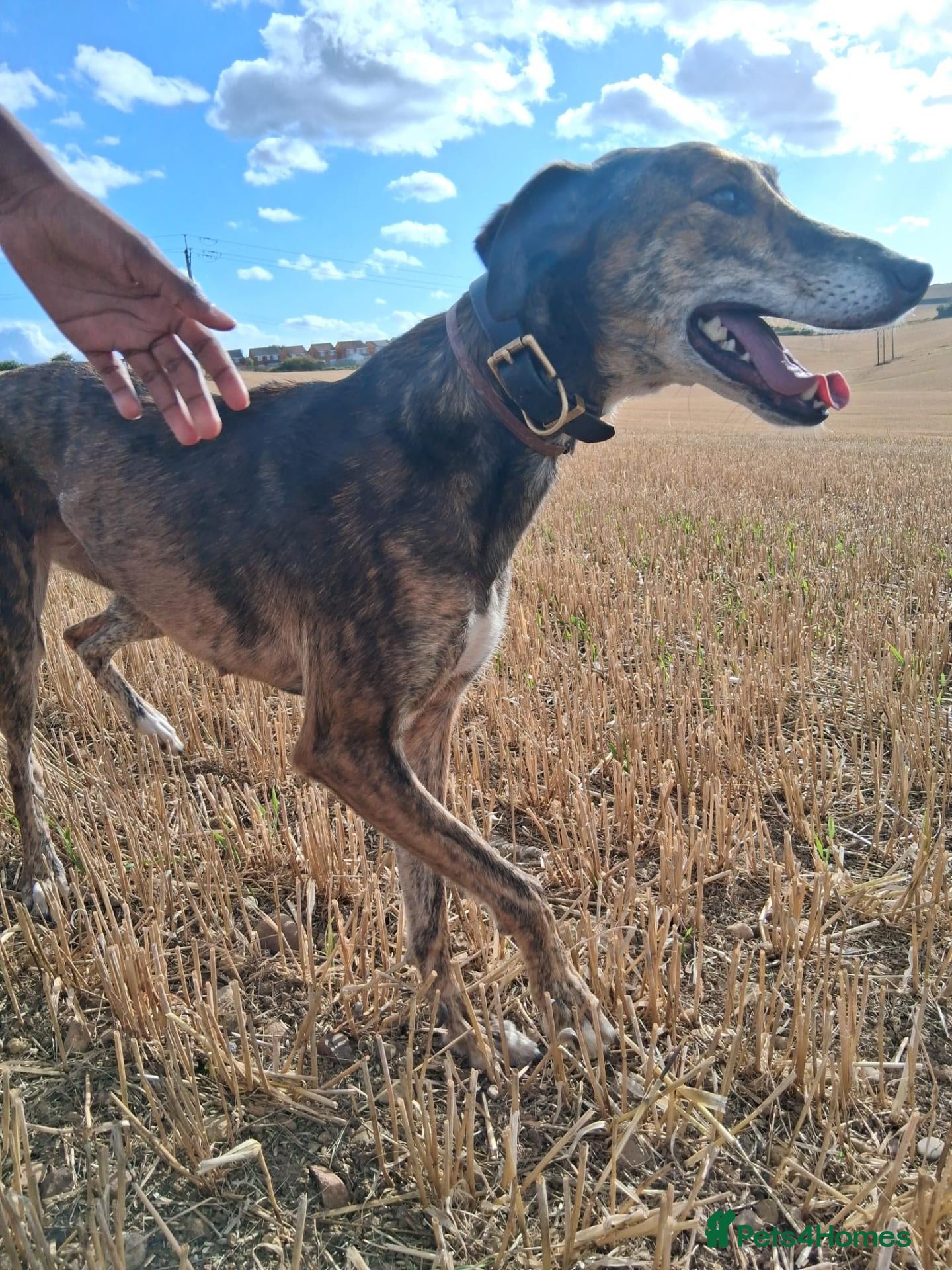 Lurcher dogs Collie saluki grayhound - Advert 2