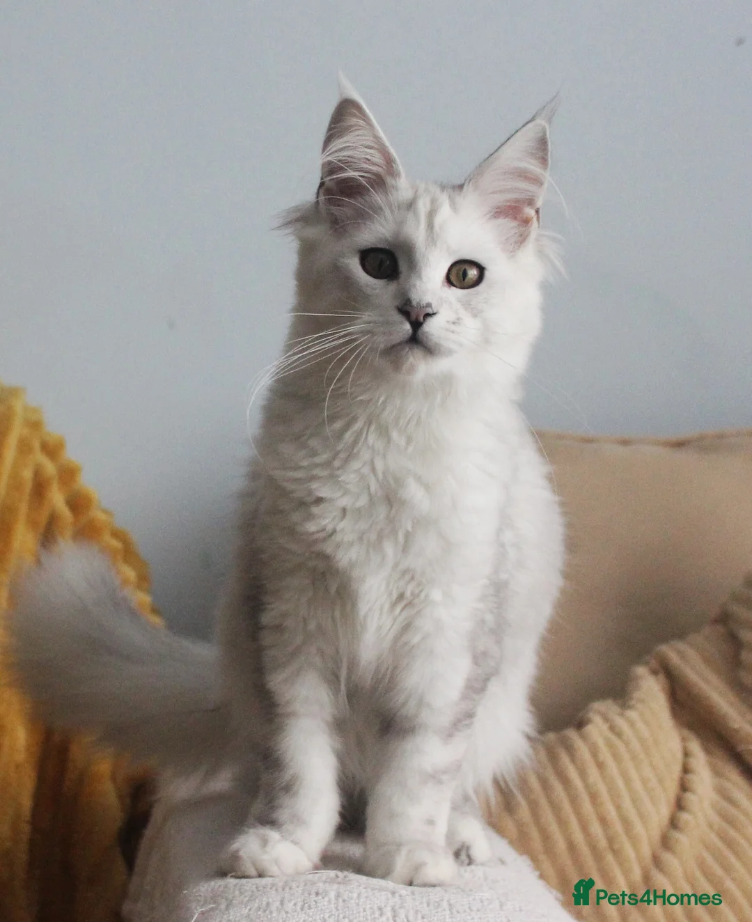 Maine Coon cats for sale: Pedigree Silver Shaded Beauties TICA Registered - Advert 2