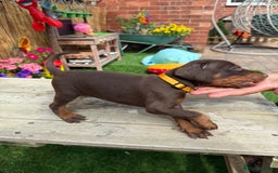 Dobermann dogs for sale: Doberman brown & tan - Image 20