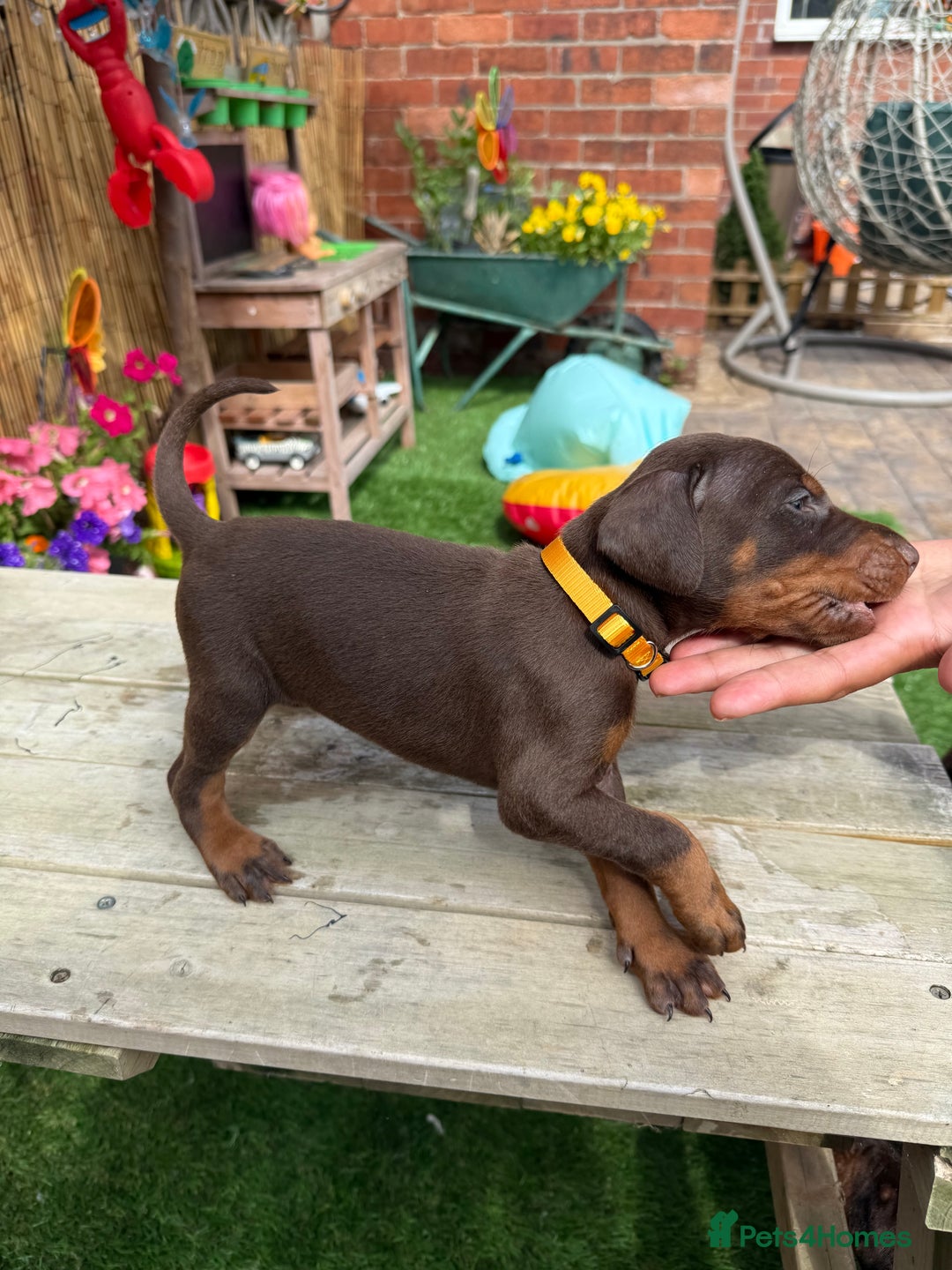 Dobermann dogs for sale: Doberman brown & tan - Image 20