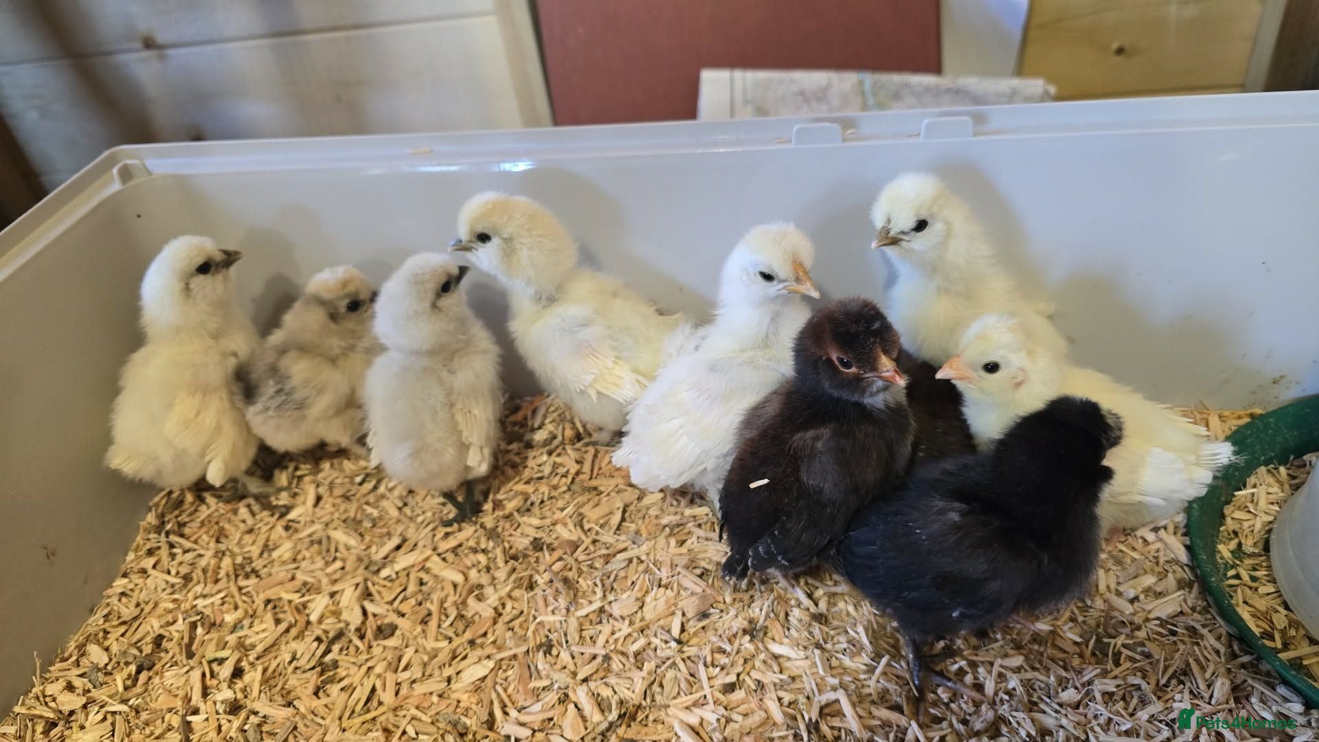 Chickens poultry Week old unsexed chicks available  - Advert 7