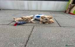 Maltipoo dogs for sale: A litter of 5 beautiful Maltipoo’s  - Image 21