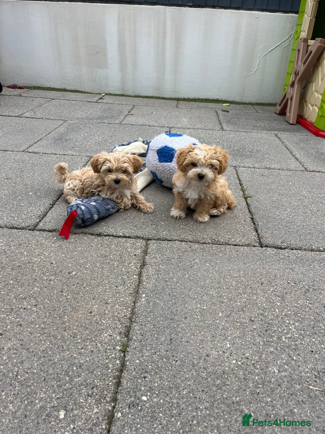 Maltipoo dogs for sale: A litter of 5 beautiful Maltipoo’s  - Image 21