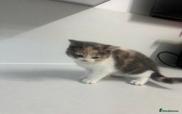 British Shorthair cats for sale: British short hair cross 2 female kittens - Image 2