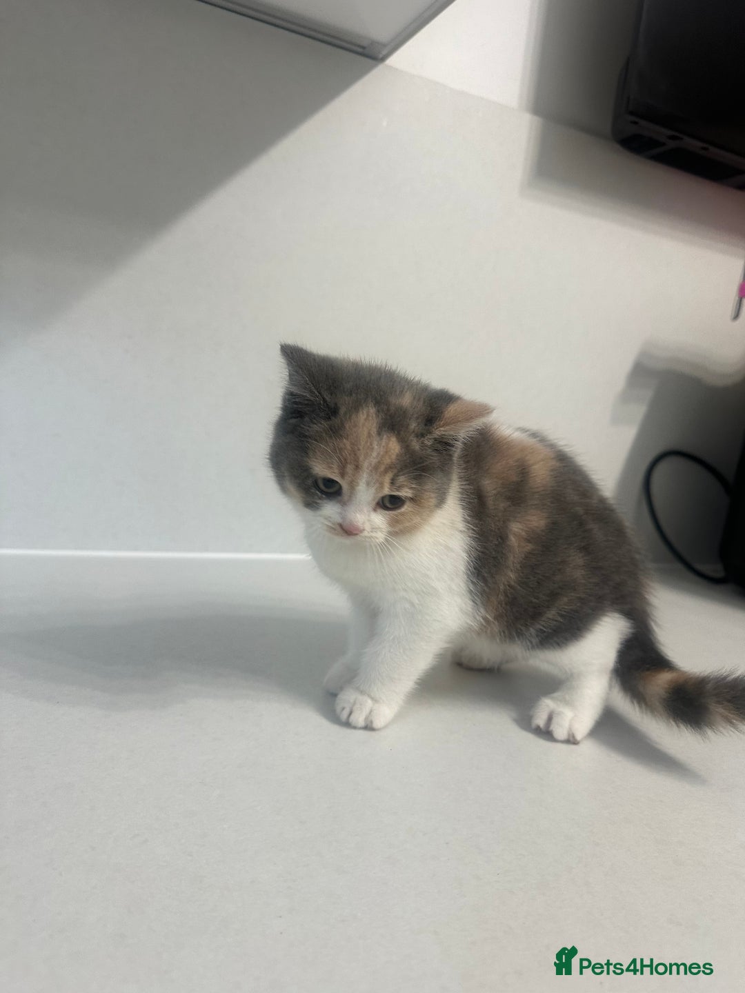 British Shorthair cats for sale: British short hair cross 2 female kittens - Image 2