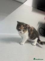 British Shorthair cats - Advert 7