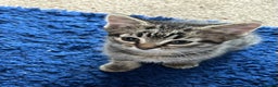 Mixed Breed cats for sale: Maine Coon cross kittens  - Advert 7
