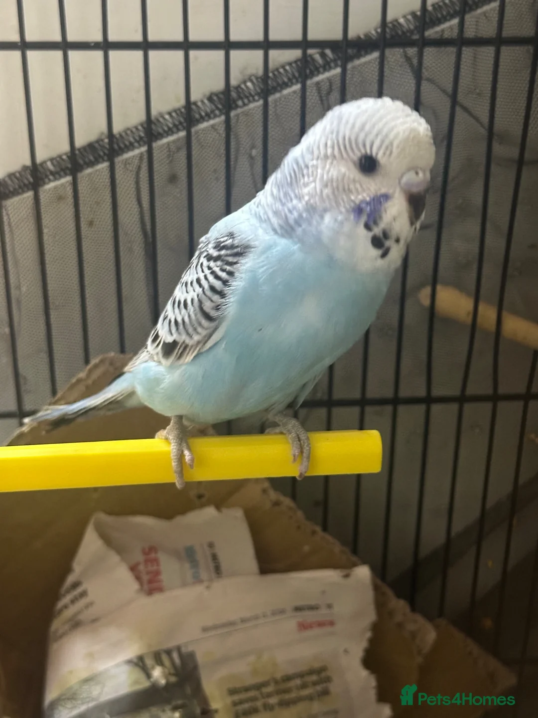 Budgerigars birds for sale: Semi Tamed Baby Budgies for sale  - Advert 2