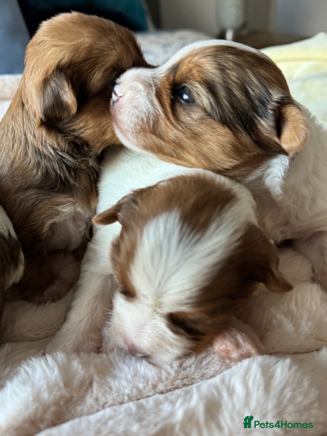 Yorkshire Terrier dogs for sale: Adorable Health Tested Coloured Yorkies (Biewer)  - Advert 11