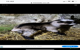 Goats livestock for sale: GORGEOUS NEW BORN BABIES AND FRIENDLY PET WETHERS  - Image 13