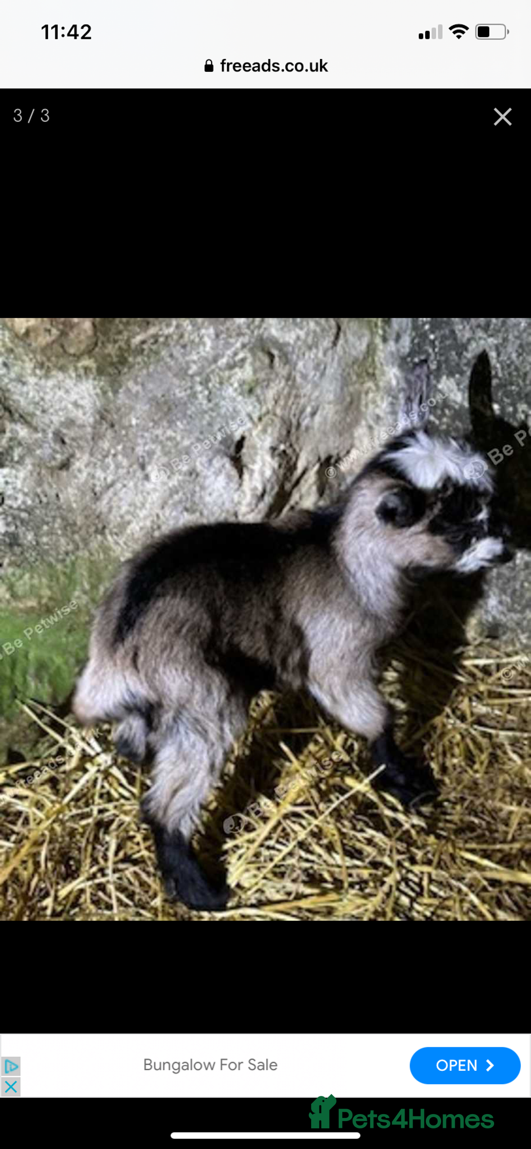 Goats livestock for sale: GORGEOUS NEW BORN BABIES AND FRIENDLY PET WETHERS  - Image 13