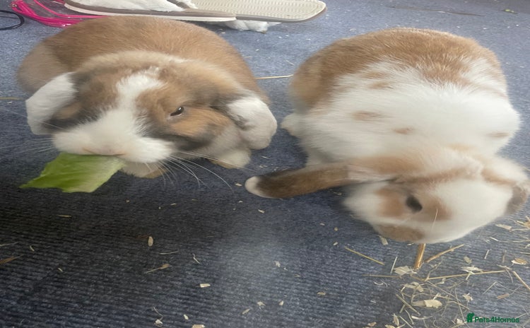 Mini Lop rabbits Mini lop rabbits  - Advert 7