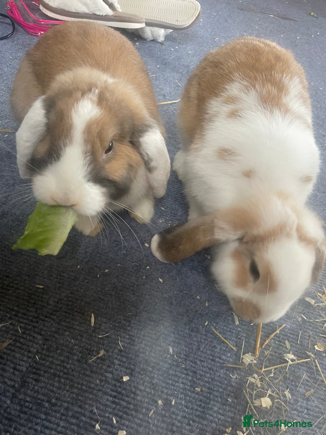 Mini Lop rabbits for sale: Mini lop rabbits  - Advert 1