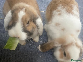 Mini Lop rabbits Mini lop rabbits - Advert 1