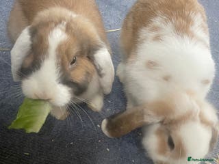 Mini Lop rabbits for sale: Mini lop rabbits - Advert 1