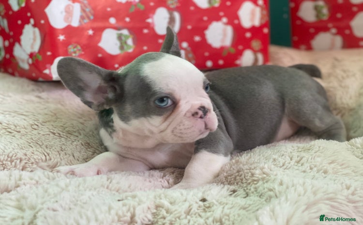 French Bulldog dogs 3 left! French bulldogs READY TO GO! - Advert 1