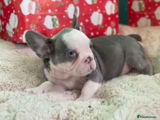 French Bulldog dogs 3 left! French bulldogs READY TO GO! - Advert 1