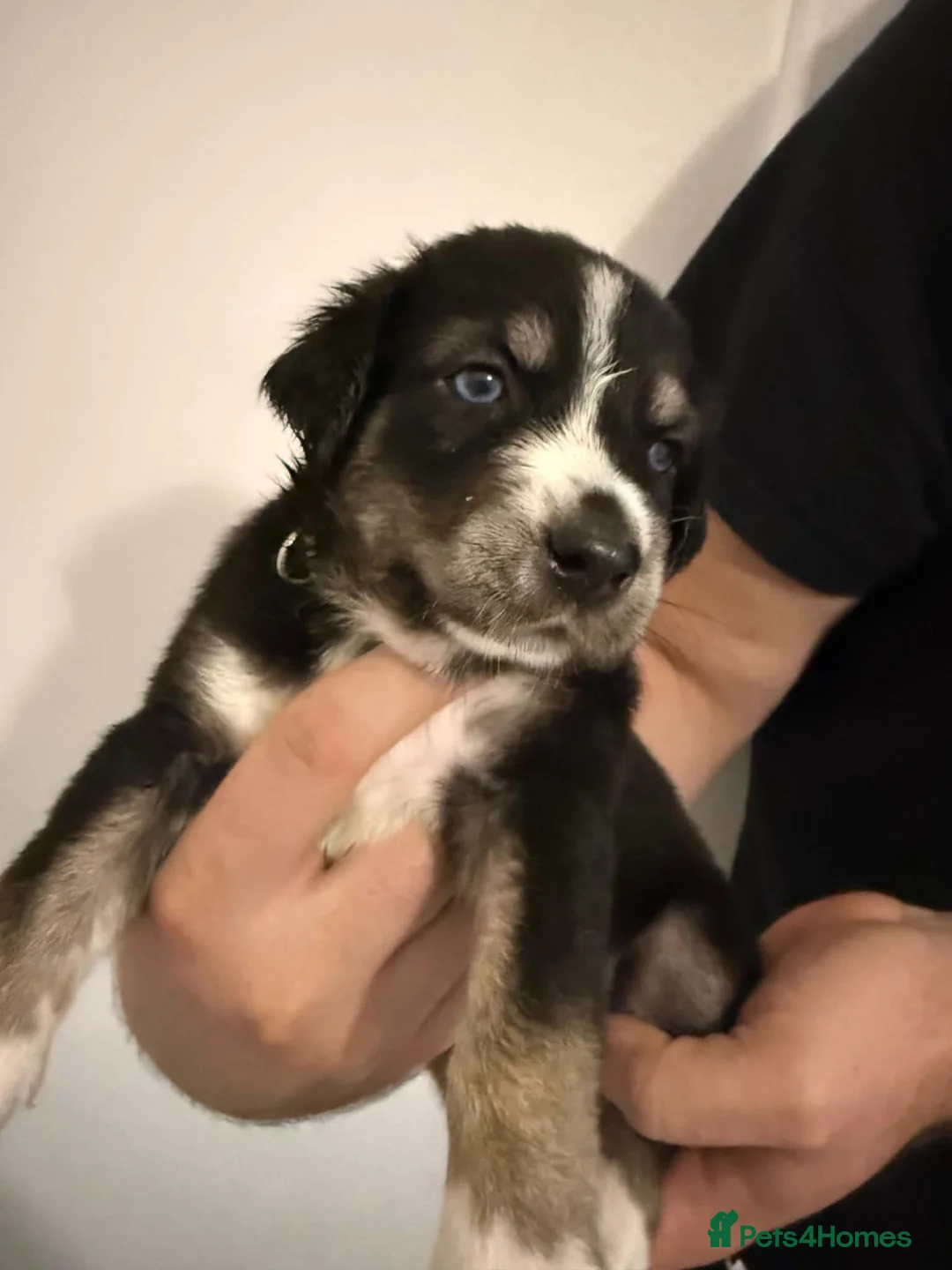 Mixed Breed dogs for sale: Siberian Husky mix pups in Lochgelly - Advert 1