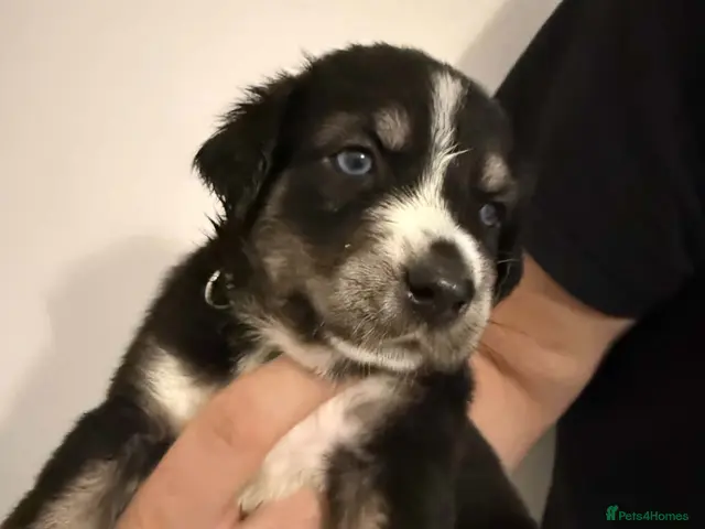 Mixed Breed dogs Siberian Husky mix pups - Advert 3