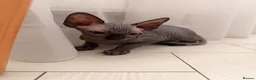 Sphynx cats for sale: !🌺🫶 Ready NOW!! - Advert 9
