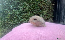 Mini Lop rabbits for sale: Mini lops and mini double maned lionheads  - Image 11