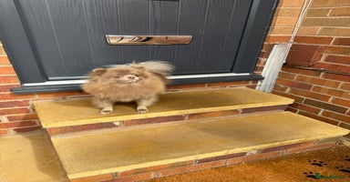 Pomeranian dogs in Leeds - Advert 3