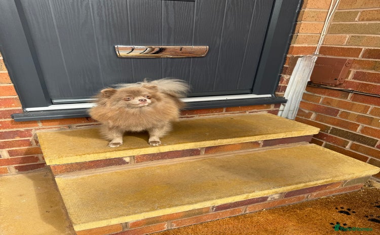 Pomeranian dogs in Leeds - Advert 3