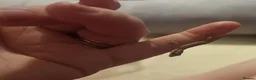 Gecko reptiles for sale: Mourning gecko  - Advert 4