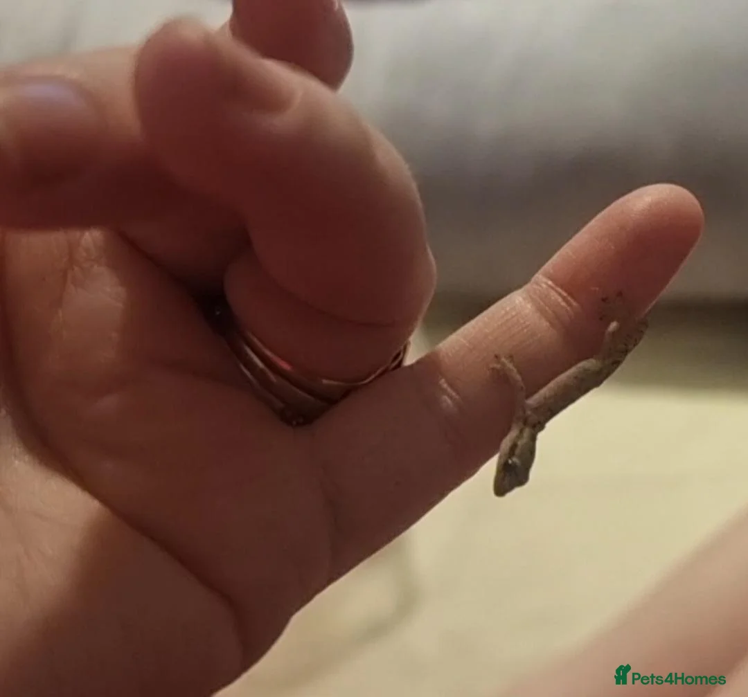 Gecko reptiles for sale: Mourning gecko  - Advert 4