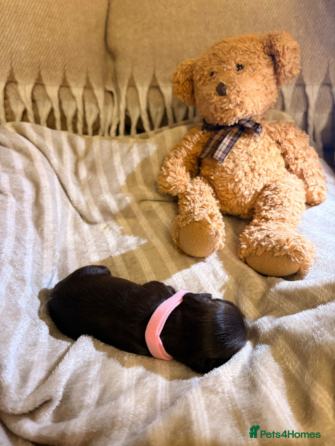 Cocker Spaniel dogs for sale: Beautiful cocker spaniel pups - Image 12