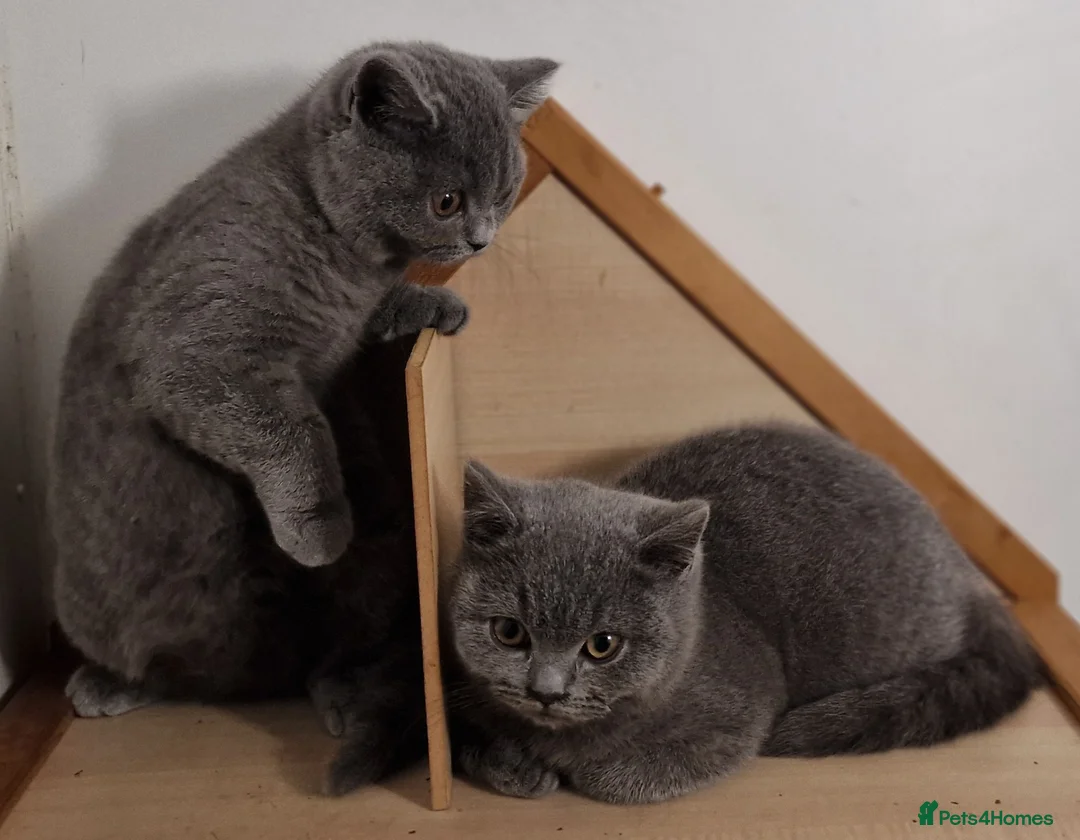 British Shorthair cats for sale: Gorgeous pedigree british blue kittens - Advert 5