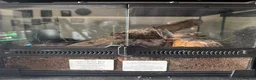 Tarantulas invertebrates for sale: Chrom. cyaneopubescens GREEN BOTTLE BLUE in Canvey Island - Advert 2