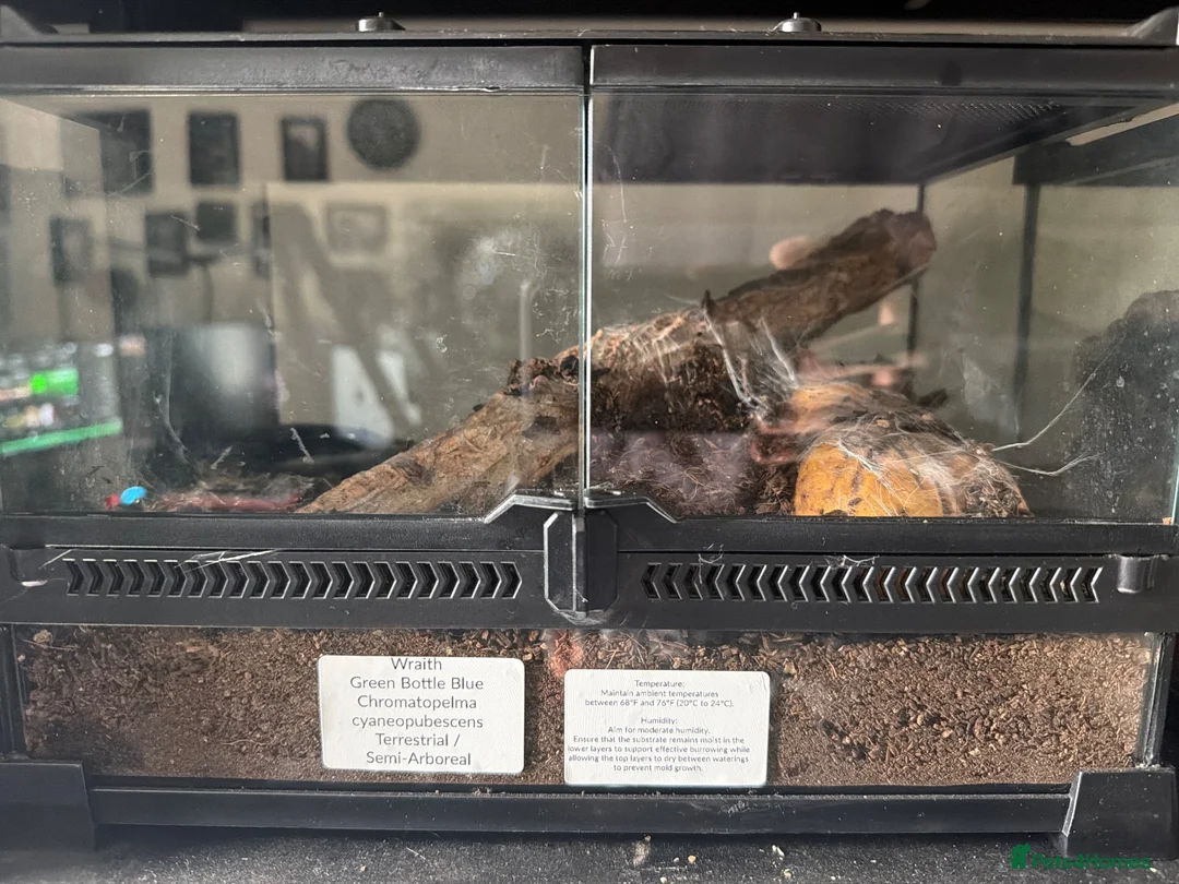 Tarantulas invertebrates for sale: Chrom. cyaneopubescens GREEN BOTTLE BLUE in Canvey Island - Advert 2