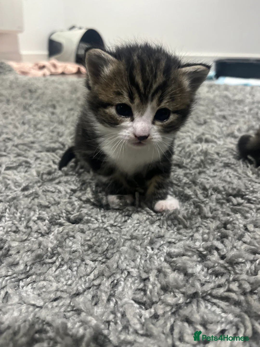 Mixed Breed cats for sale: Three short haired tabby  - Advert 5