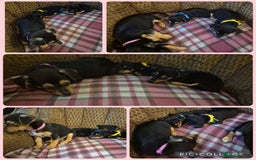 Jack Russell dogs for sale: 3 beautiful jack russell puppies now available  - Image 1
