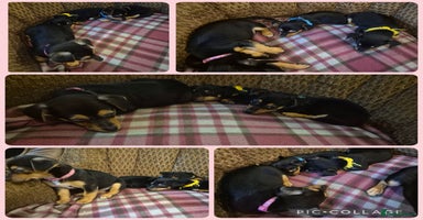 Jack Russell dogs - Advert 3