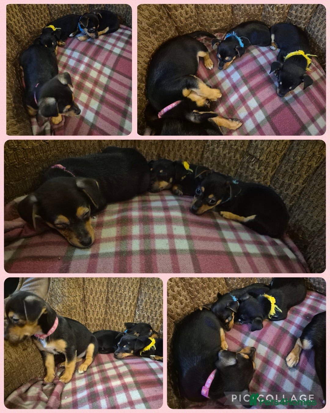 Jack Russell dogs for sale: 3 beautiful jack russell puppies now available  - Image 1