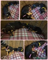 Jack Russell dogs - Advert 1