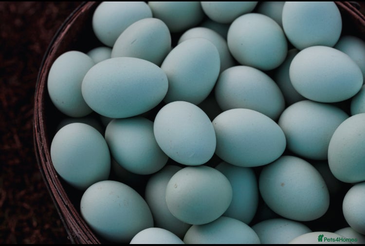 Ducks poultry Hatching Aylesbury & Pom Pom Runner Duck Eggs - Advert 1