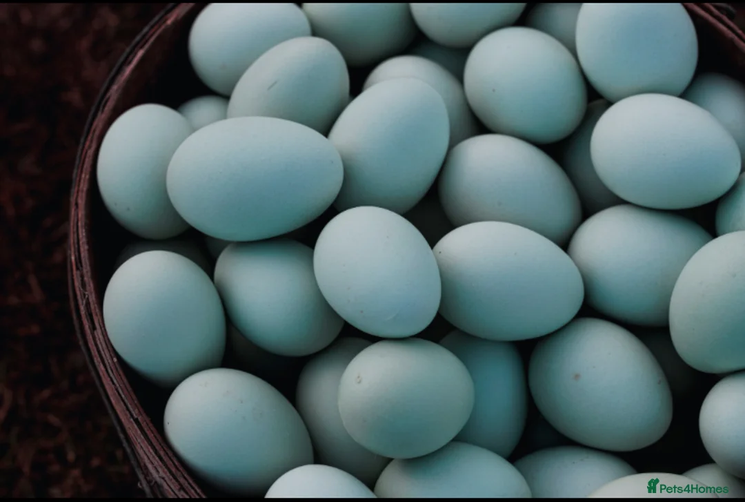 Ducks poultry for sale: Hatching Aylesbury & Pom Pom Runner Duck Eggs - Advert 1