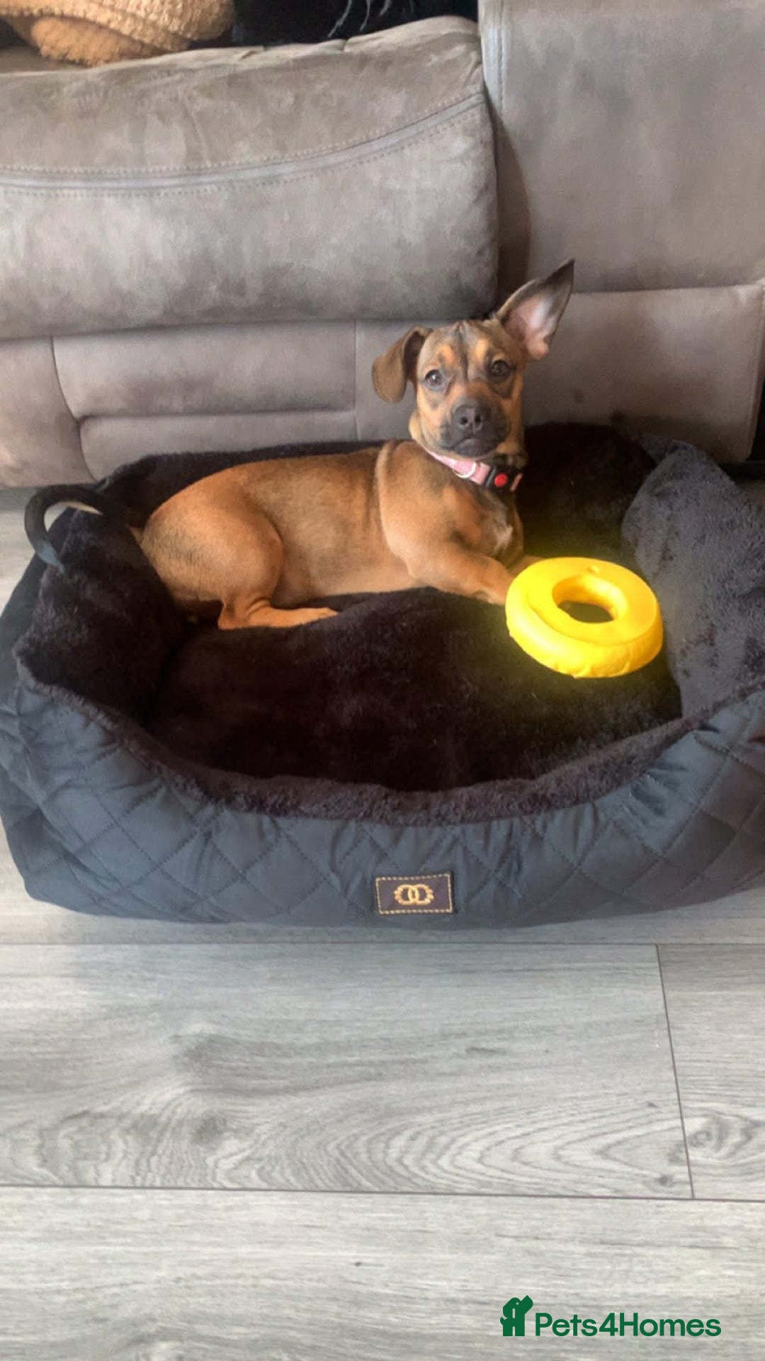 Mixed Breed dogs for sale: Female frenchie x dachshund  - Advert 1