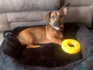 Mixed Breed dogs Female frenchie x dachshund - Advert 1