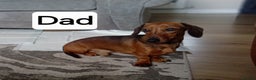 Miniature Dachshund dogs for sale: Our pick of the litter needs her forever 🏡 - Advert 10
