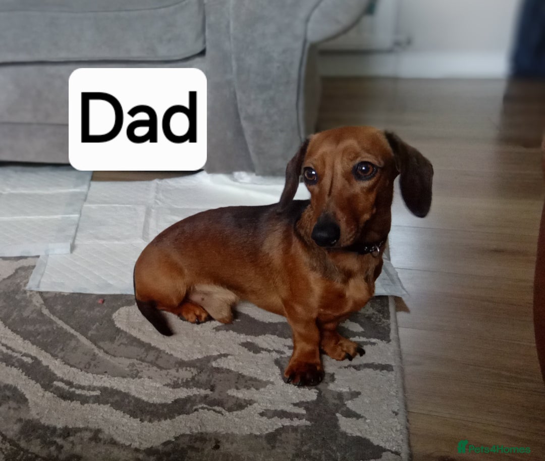 Miniature Dachshund dogs for sale: Our pick of the litter needs her forever 🏡 - Advert 10