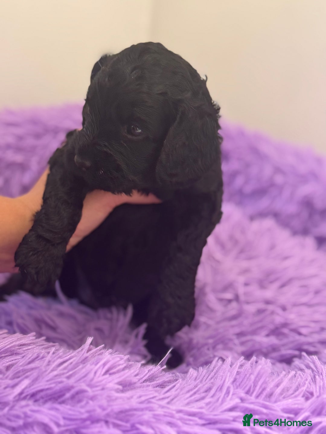 Cavapoo dogs for sale: Beautiful health tested Cavapoo’s 2 black puppies  - Image 7