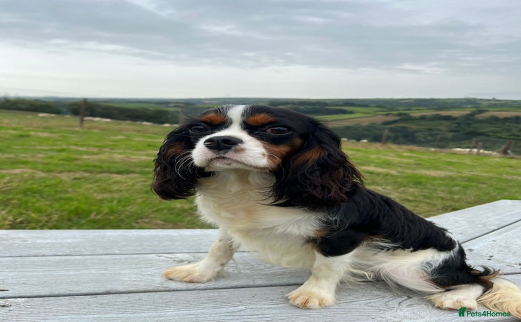 Cavalier King Charles Spaniel dogs - Advert 4