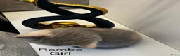 British Shorthair cats for sale: Registered Ready to go SOON British Shorthair  - Advert 3