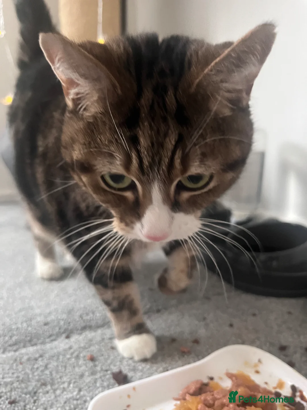 American Shorthair cats for sale: Sweet Lilly - Tabby  - Advert 3