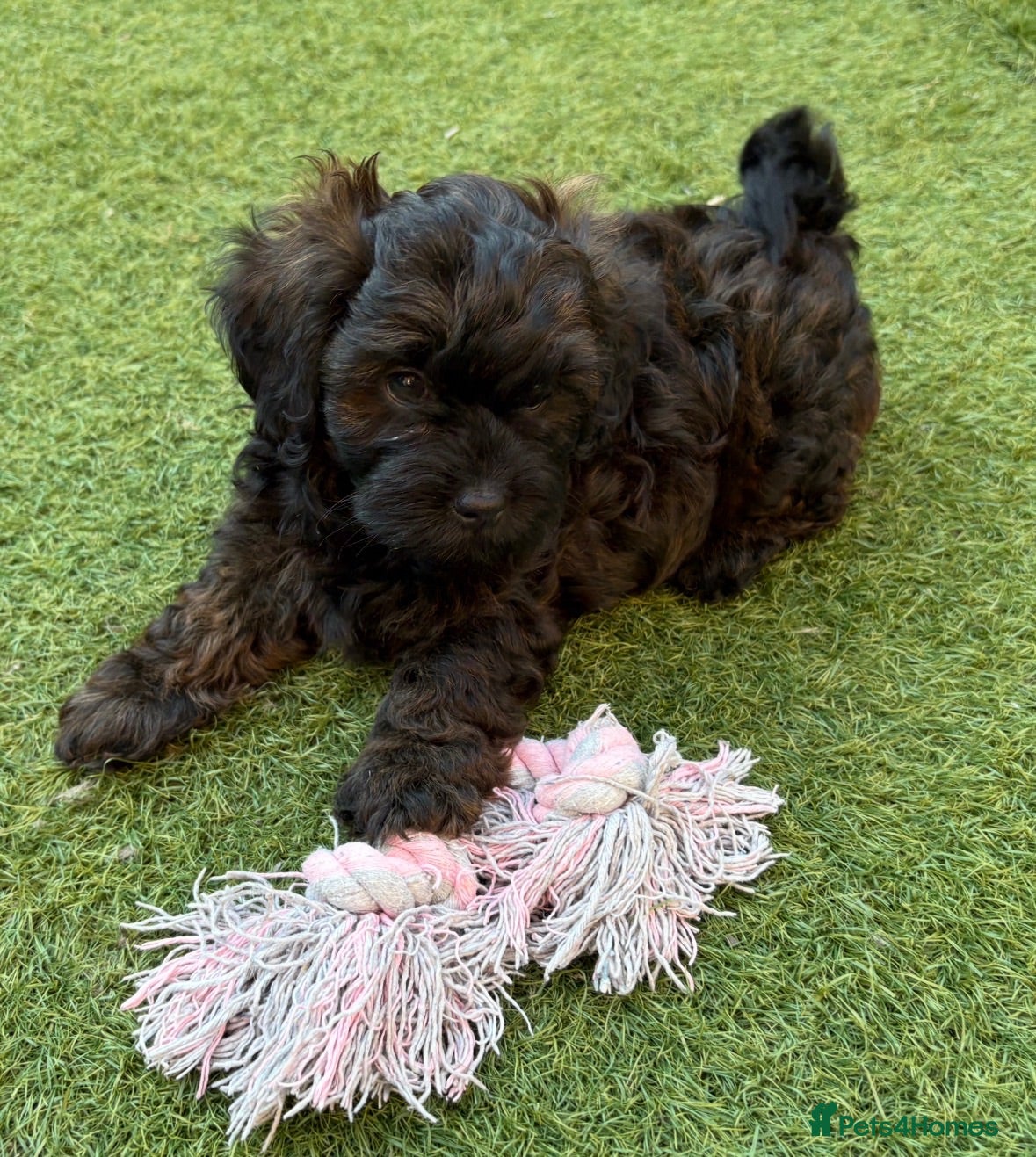 Shihpoo dogs Adorable F1B Shihpoo puppies ready 9/8/26 🧸🤎🐾 - Advert 6