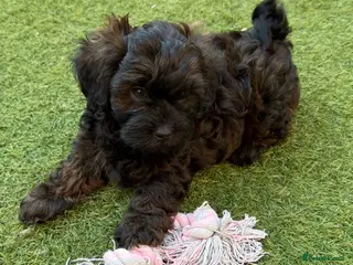 Shihpoo dogs Adorable F1B Shihpoo puppies ready 9/8/26 🧸🤎🐾 - Advert 6